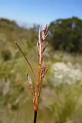 Old flowering head