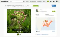 iNaturalist website screenshot with photo of a pink flower on left and details with a map on the right