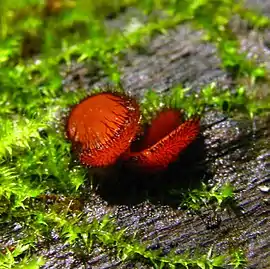 Two orangish-red colored, cup-shaped structures with dark-brown eyelashes growing on the outer rim. The two structures are sitting next to each other, growing on a piece of wood.