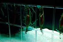 photo of nursehound egg capsules hanging in an aquarium, some cut open to show the embryo sharks inside