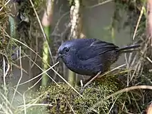 Diademed tapaculo