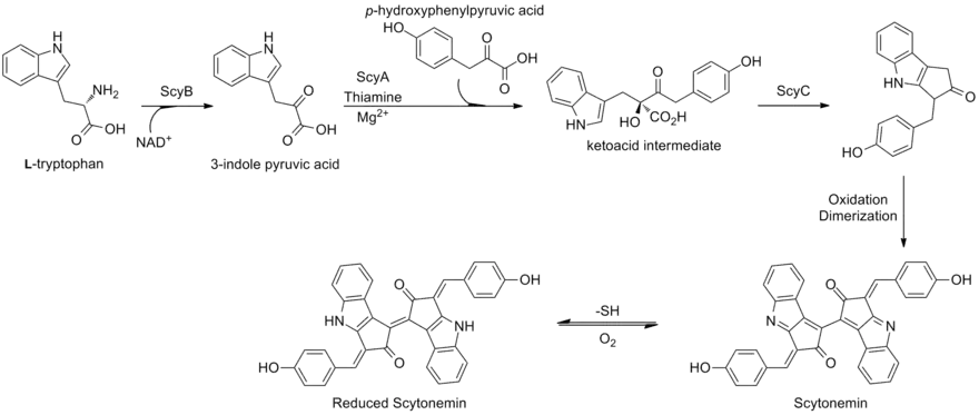 Scytonemin biosynthesis in Lyngbya aestuarii.