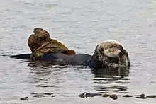 Sea otters rest and feed in the waters surrounding Piedras Blancas.