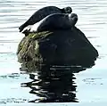 Seals at the south end of Lunderston Bay