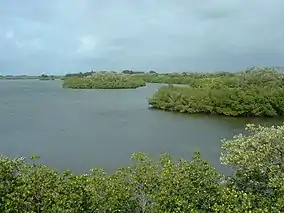 Indian River shoreline at Sebastian Inlet State Park