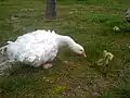 Sebastopol goose and goslings