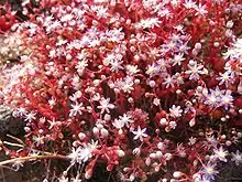 Sedum caeruleum, the sky stone-crop