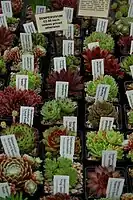 Genus Sempervivum: a selection of specimens