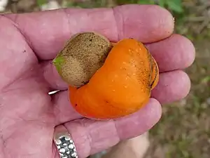 Mature fruit