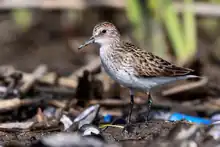 Playerito gracioso (Calidris pusilla)