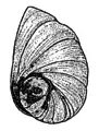 Drawing of an operculum of Semisulcospira libertina.