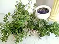 Senecio angulatus growing in clay and plastic pots on a veranda