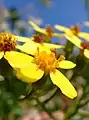 Flower head of creeping groundsel (Senecio angulatus) with petaloid ray florets and tubular disc florets in the middle