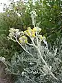 Foliage and buds, Corsica, France.