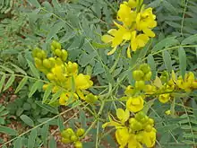 Senna alexandrina, containing anthraquinone glycosides, has been used as a laxative for millennia.