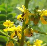 Flowers showing brown anthers and relatively hairless pistils