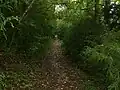 A trail in the woods