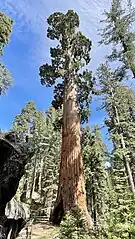 11th largest giant sequoia by trunk volume