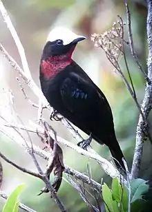 White-capped tanager