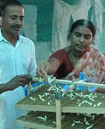 Sericulturalists preparing silkworms for spinning of the silk