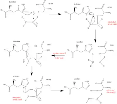 serine protease reaction mechanism