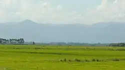 The Pampas grasslands.