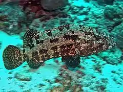 Epinephelus malabaricus from Sudan Coast