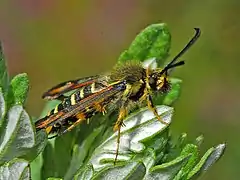 Bembecia ichneumoniformis. Male, side view