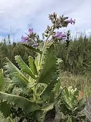 Detail of the leaves and inflorescence.