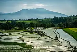 Rice fields in Tanah Datar