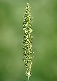 Setaria verticillata, bristly foxtail