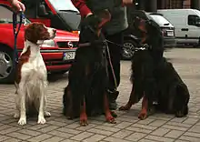 An Irish Red and White Setter, and two Gordon Setters