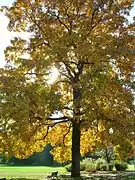 Shagbark Hickory, October 2010