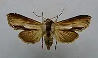 Shargacucullia prenanthis