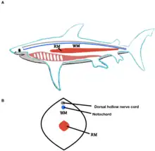 Image 21Lateral and cross section view of shark's red and white locomotor muscles (from Shark anatomy)