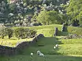 Sheep grazing in lower Arkengarthdale with Fremington Edge in background