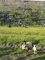 Sheep and lamb in lower Arkengarthdale with Fremington Edge in background