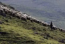 Sheep and shepherd on a gently sloping grassy hillside