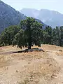 Sheep under the shade of a tree near Konitsa.