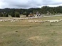 Sheep on Vlašić