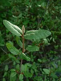 Leaves