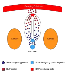 morphogens that pattern the dorsoventral axes of the neural tube