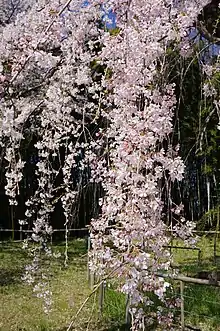 Prunus itosakura 'Pendula' Maxim. ('Shidare-zakura')