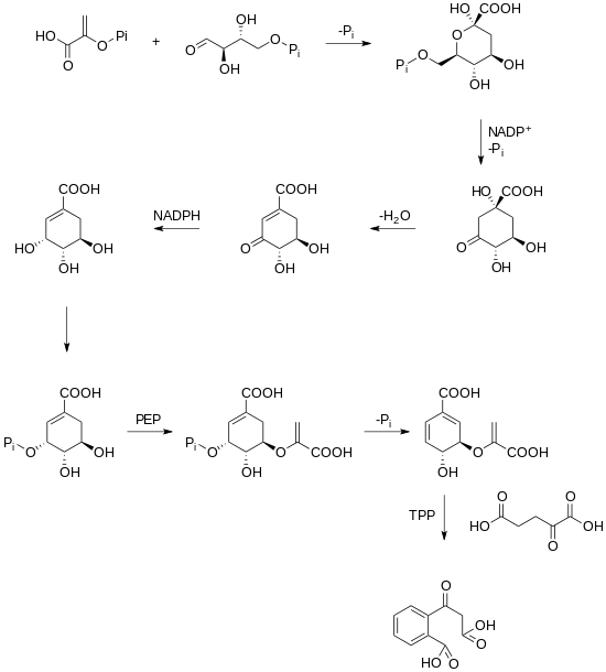 Biosynthesis of 2-succinylbenzoic acid via the shikimate pathway