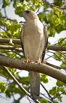 Male at Pune (Maharashtra), India