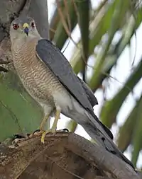 Male at Chandigarh, India