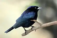 Shiny cowbird