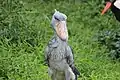 Shoebill