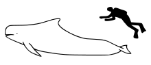 Short-finned pilot whale size