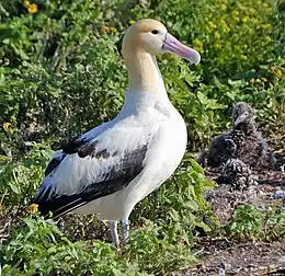 A mainly white bird with some black feathers at the wings and some rust color around the neck and the back of the neck.